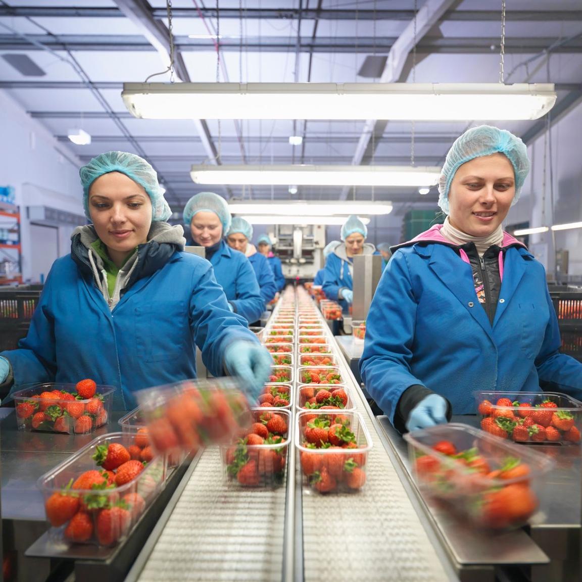 view down conveyor belt with food inspectors